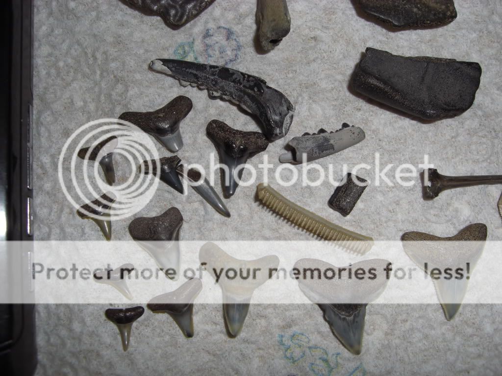 Galveston Shark Teeth From Spring Break Fossil Hunting Trips The