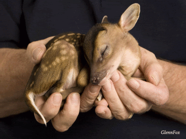 bambi.gif