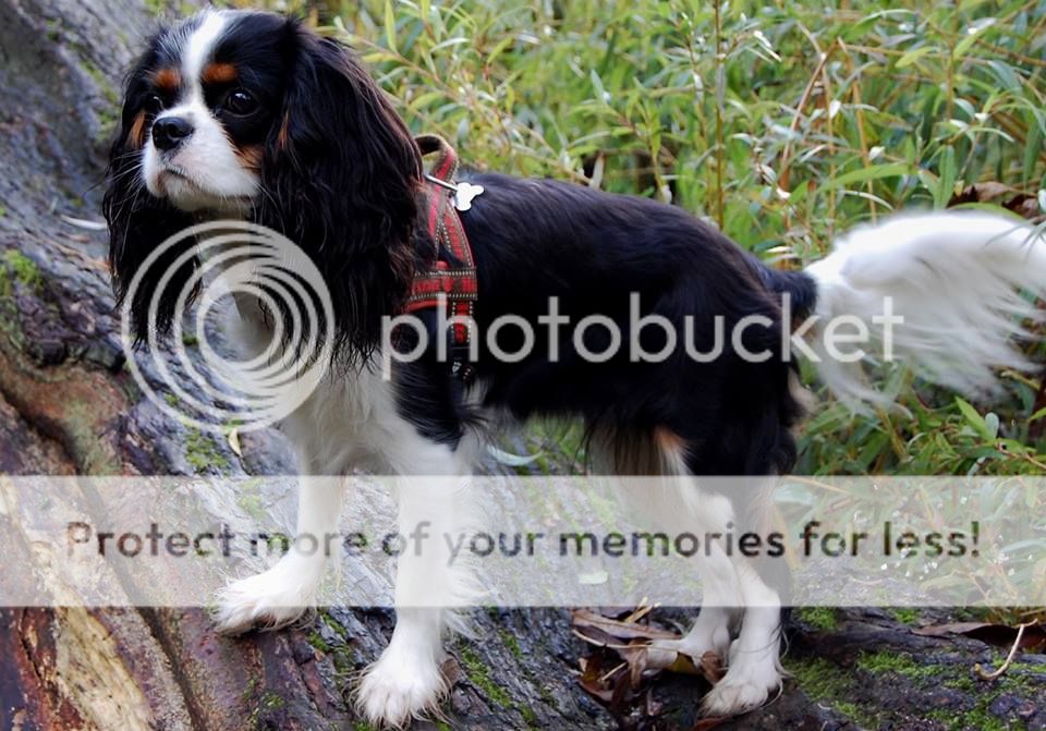 1376220_10151942323199917_1249555707_n.jpg~original