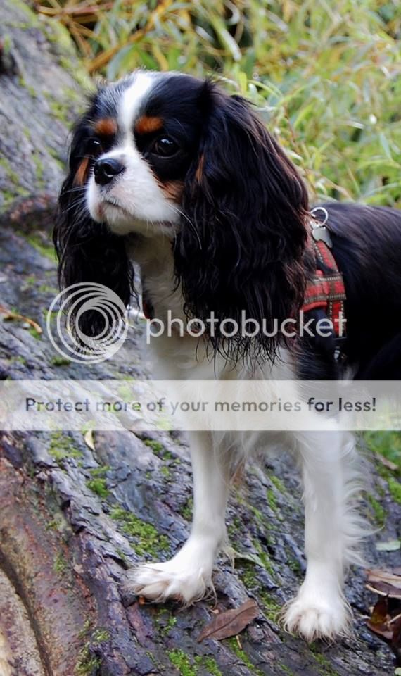 954385_10151942323044917_1088607391_n.jpg~original