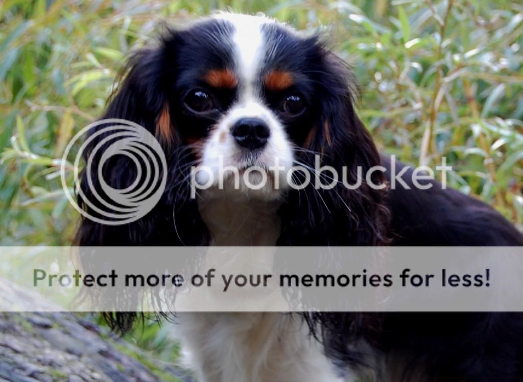 DSC_0264.jpg~original