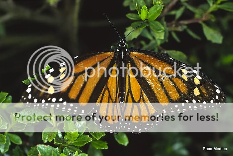 Viaje a Michoacán sin fotografías de arañas