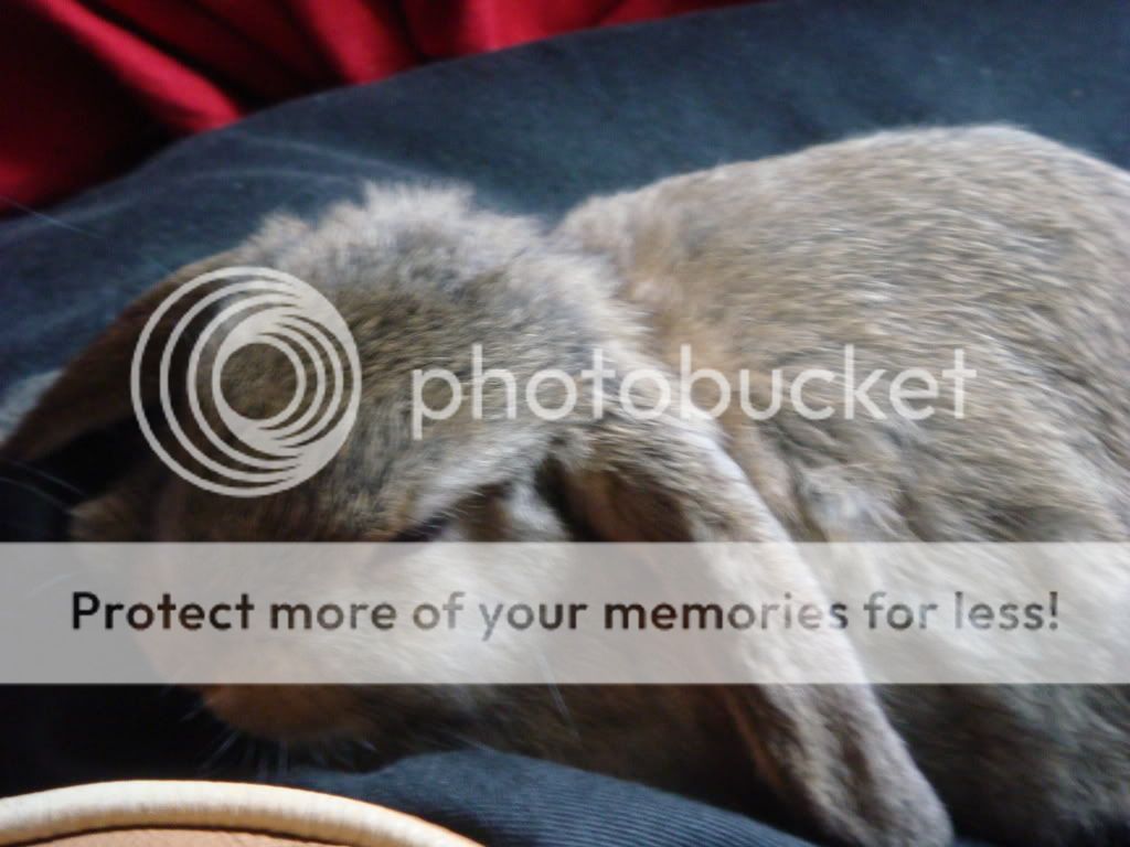 Free Roaming bunnies Rabbits United Forum