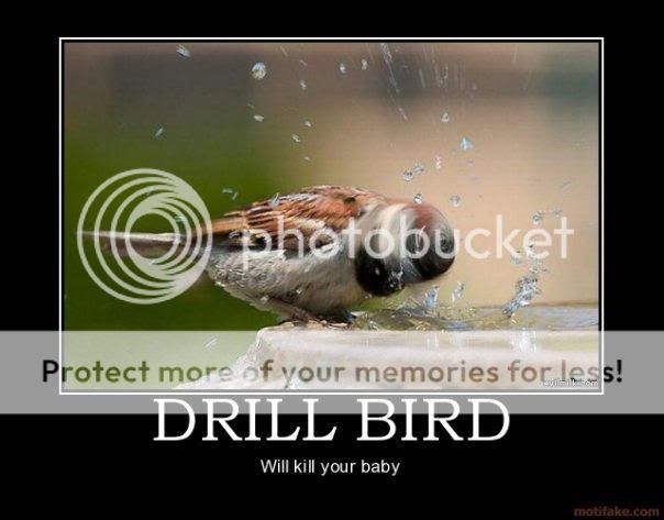 Drill Bird